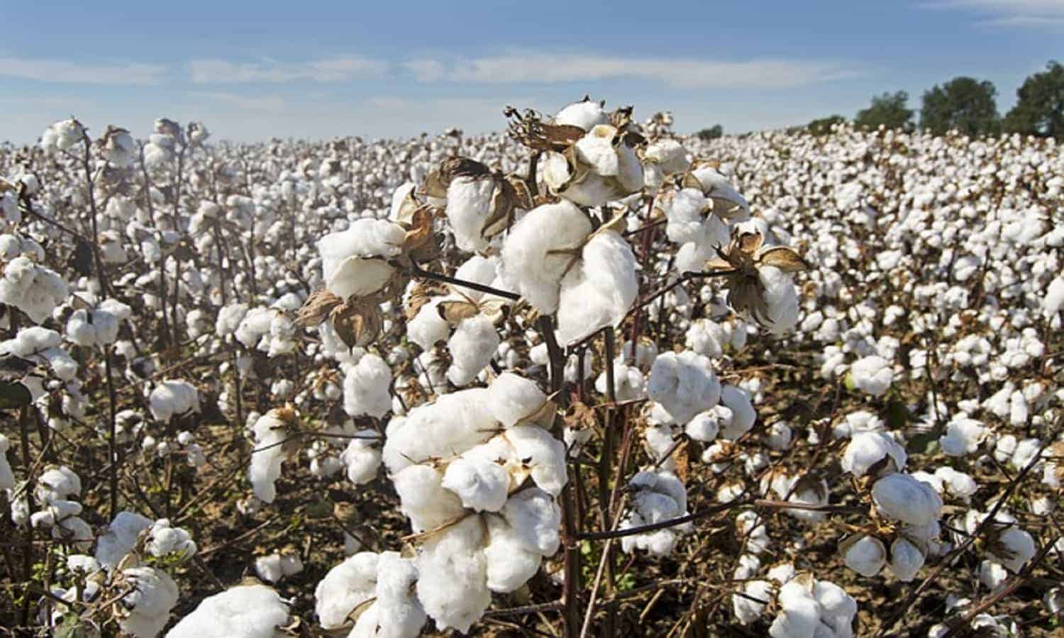 95% هبوطًا في أرباح العربية لحليج الأقطان بنهاية مارس 2025